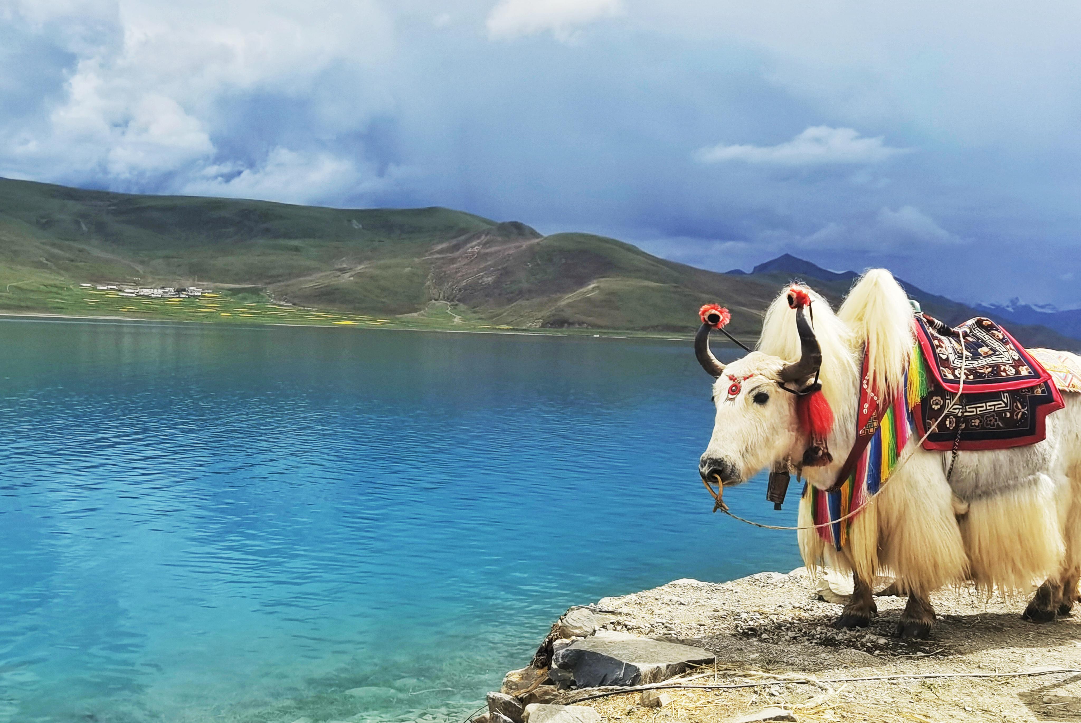 羊卓雍措,藏区女护法神的化身 羊卓雍措是西藏三大圣湖之一.