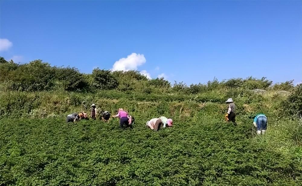 农村致富项目推荐推荐(十五个农村致富项目大全)