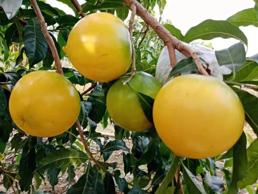 广西黄晶果种植基地图片