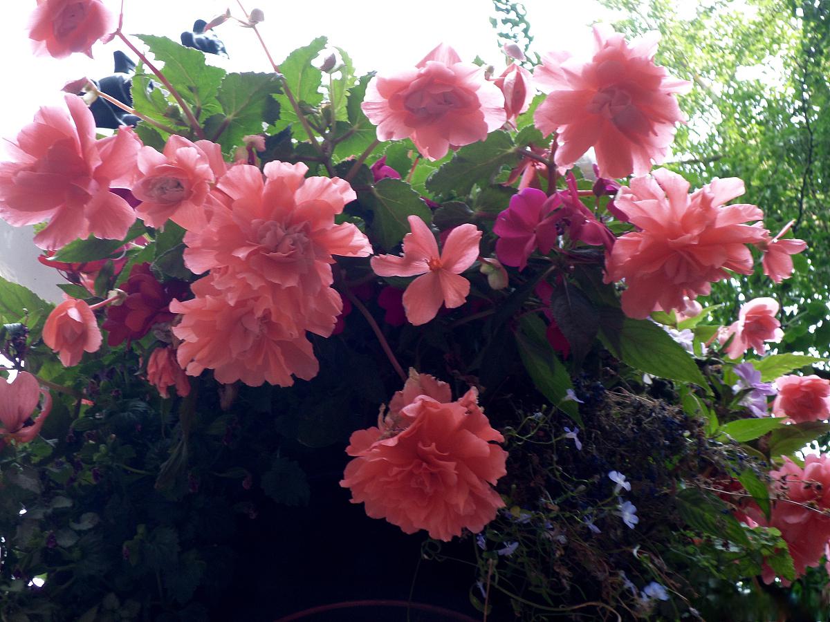 木菊花的养殖方法和注意事项 木菊花的养殖方法和注意事项包括土壤