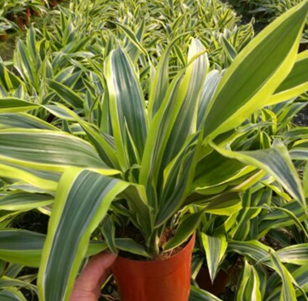 巴西美人铁的养殖方法 在现代家庭中,绿植已经成为了家居装饰的重要