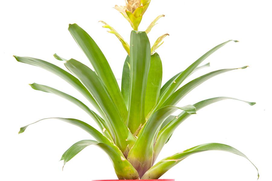 巴西美人铁的养殖方法 在现代家庭中,绿植已经成为了家居装饰的重要