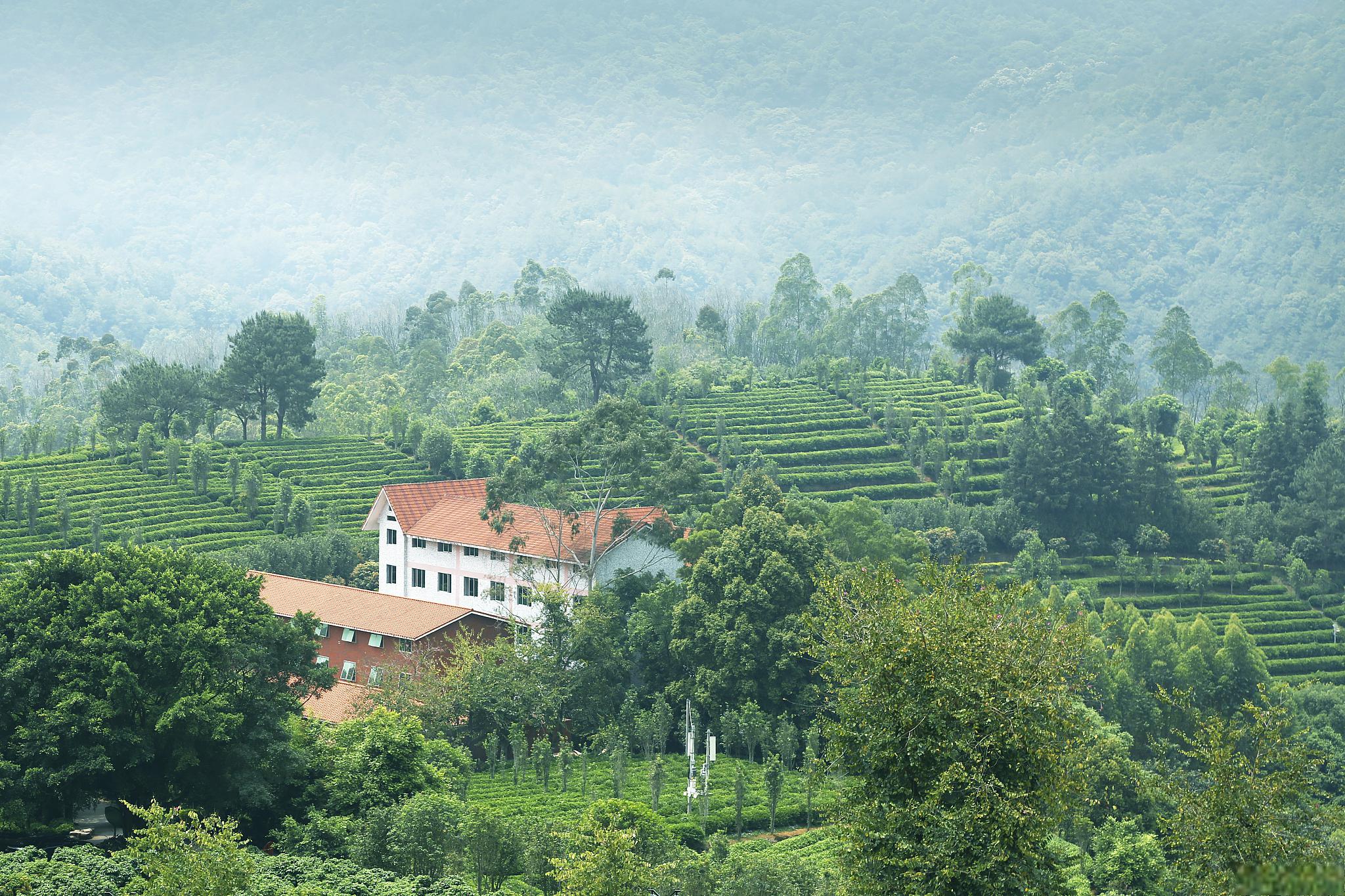 雁南飞茶田风景区图片