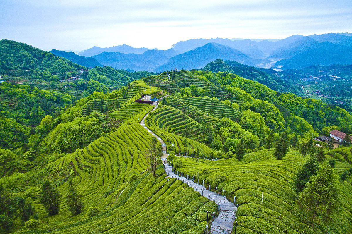 雁南飞茶田景区 雁南飞茶田景区位于岭南梅州,拥有数千亩的茶田,景色