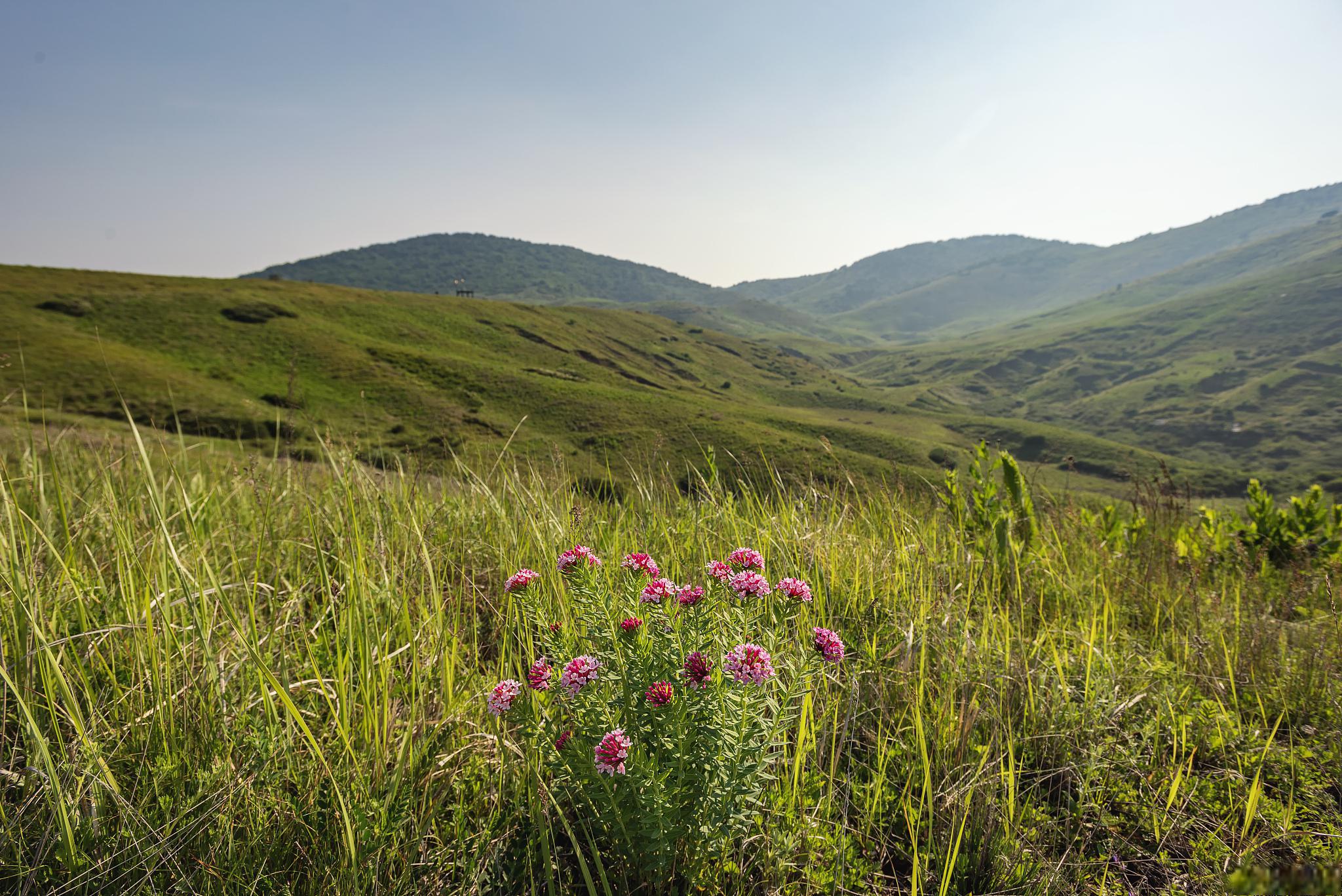 黄花沟旅游景区 你想领略草原的辽阔无垠吗?