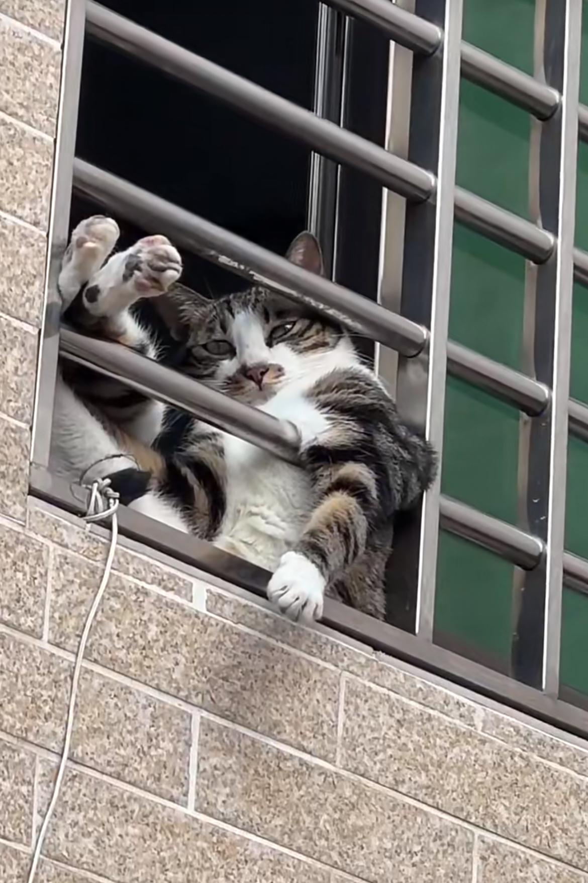 二楼邻居家的小猫咪:痞帅自信的翘腿之谜 二楼邻居家的小猫咪,翘着
