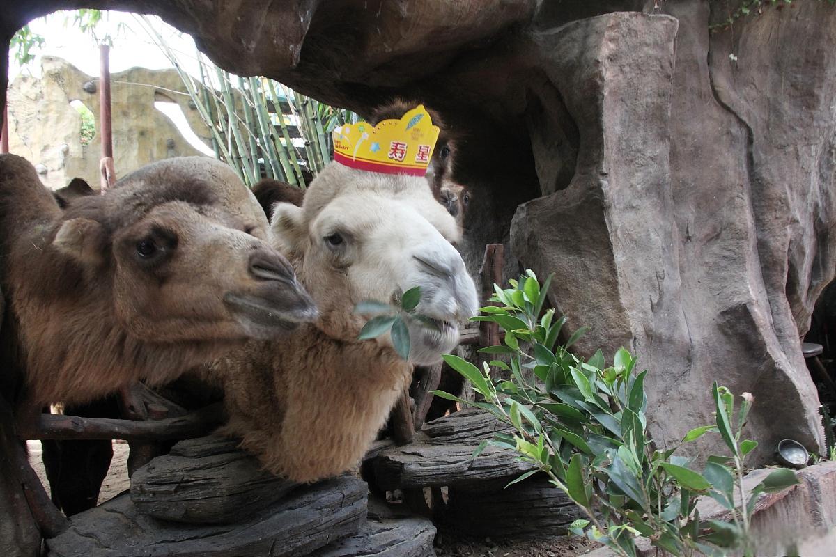 北京动物园和北京野生动物园哪个更好玩 北京动物园和北京野生动物园