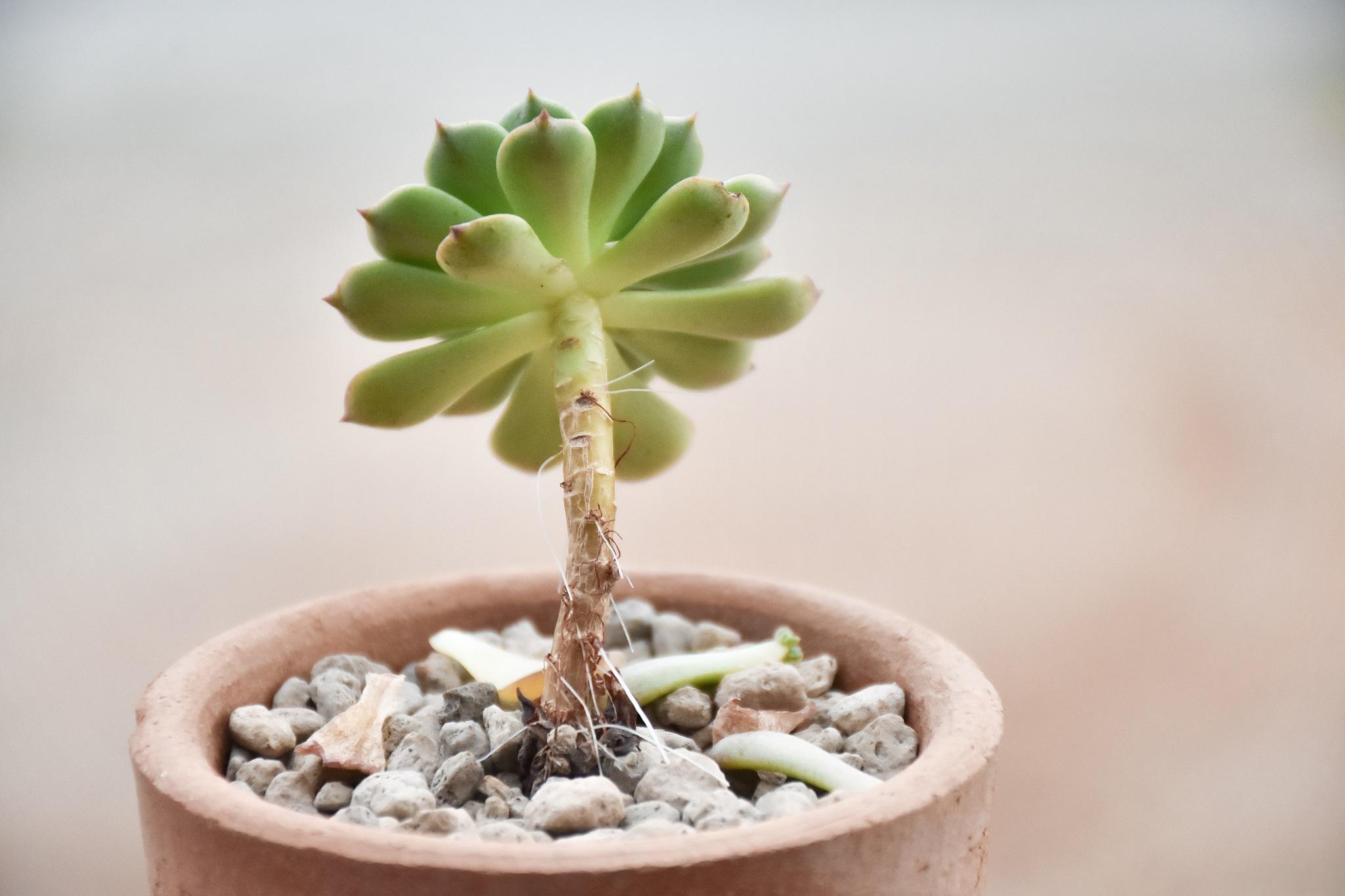 多肉植物叶插繁殖步骤和注意事项 多肉植物的叶插繁殖是一种简单而