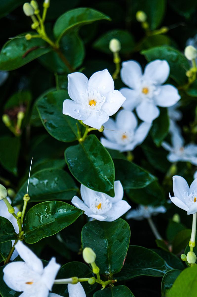 小叶十里香花图片图片