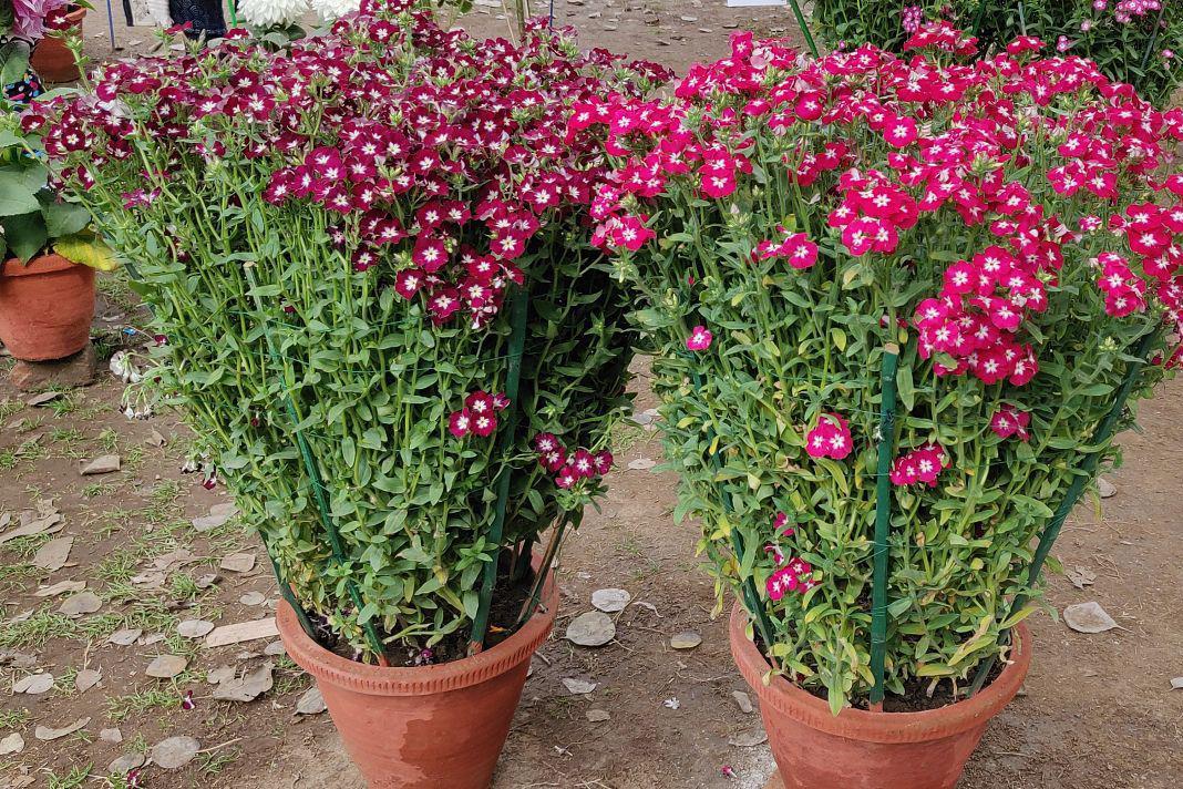 obtusifolia),又称翠玻璃,钱串,钱串草,是一种常见的观叶植物,以其