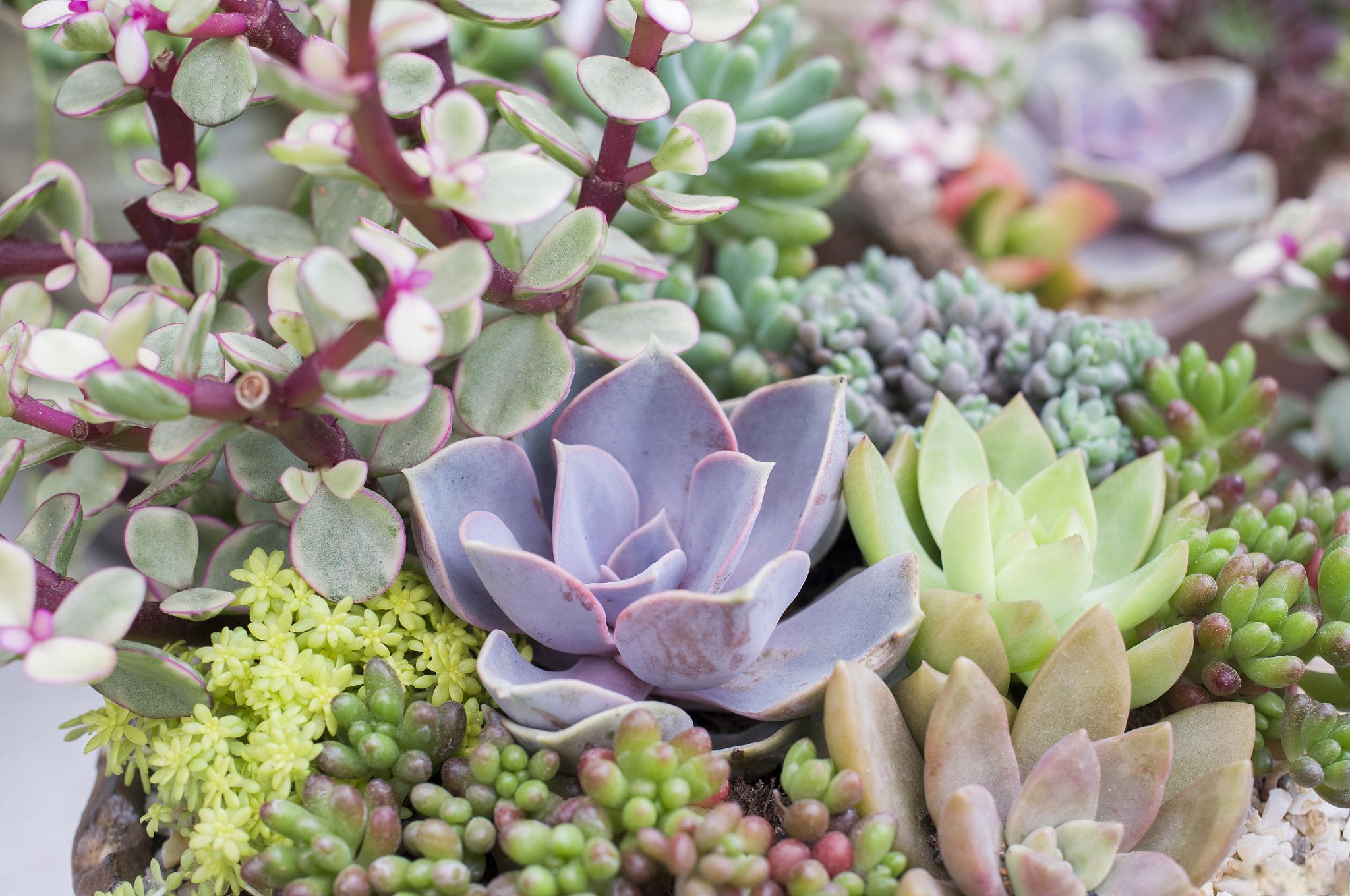 多肉植物的用途 多肉植物是一种受到广泛喜爱的植物,它们不仅外观美丽
