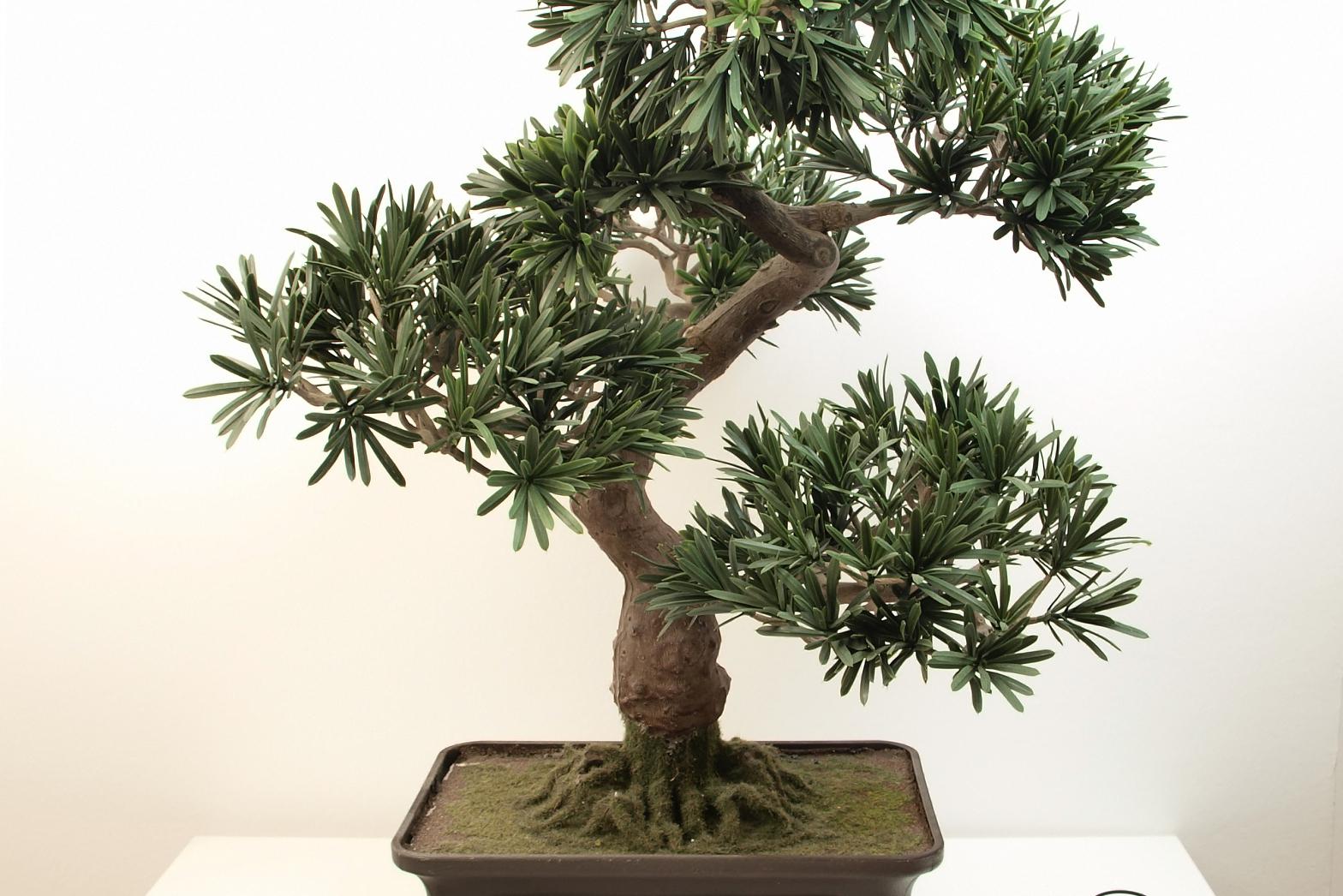 罗汉松长到20公分需要多少年 罗汉松,是一种常见的盆景植物,以其独特