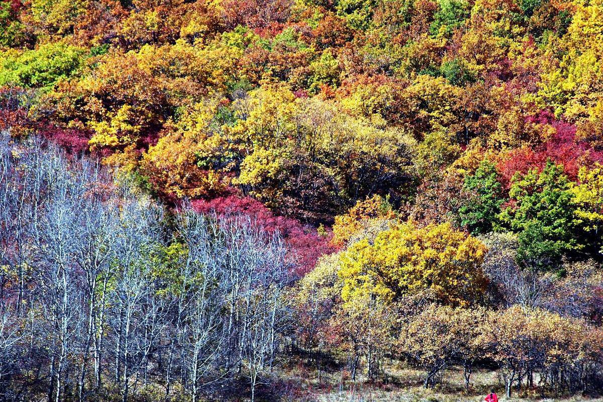 南翠屏公园:秋意渐浓,适合遛娃拍照赏秋 今天,我们将一起走进位于天津