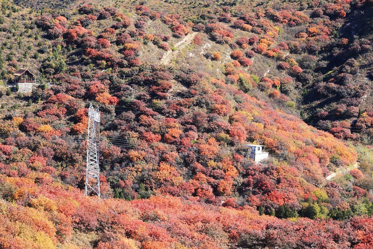 红枫山秋季美景 红枫山位于中国河北省石家庄市的井陉县,是一座以其