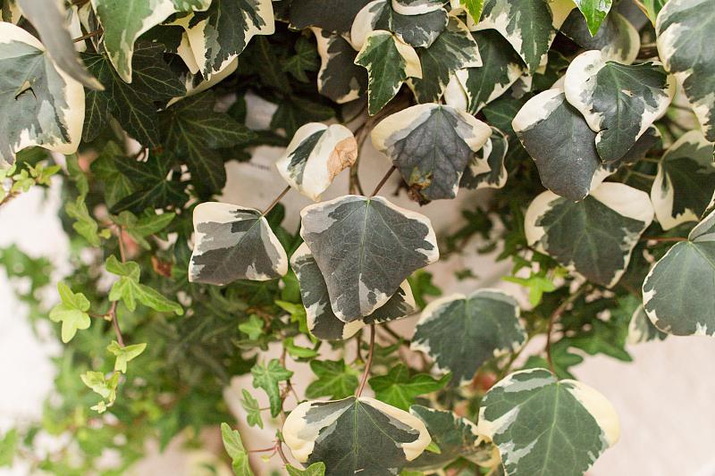 球兰修剪方法 又称龟背竹,球兰竹,是一种常见的盆栽植物,它的形态独特