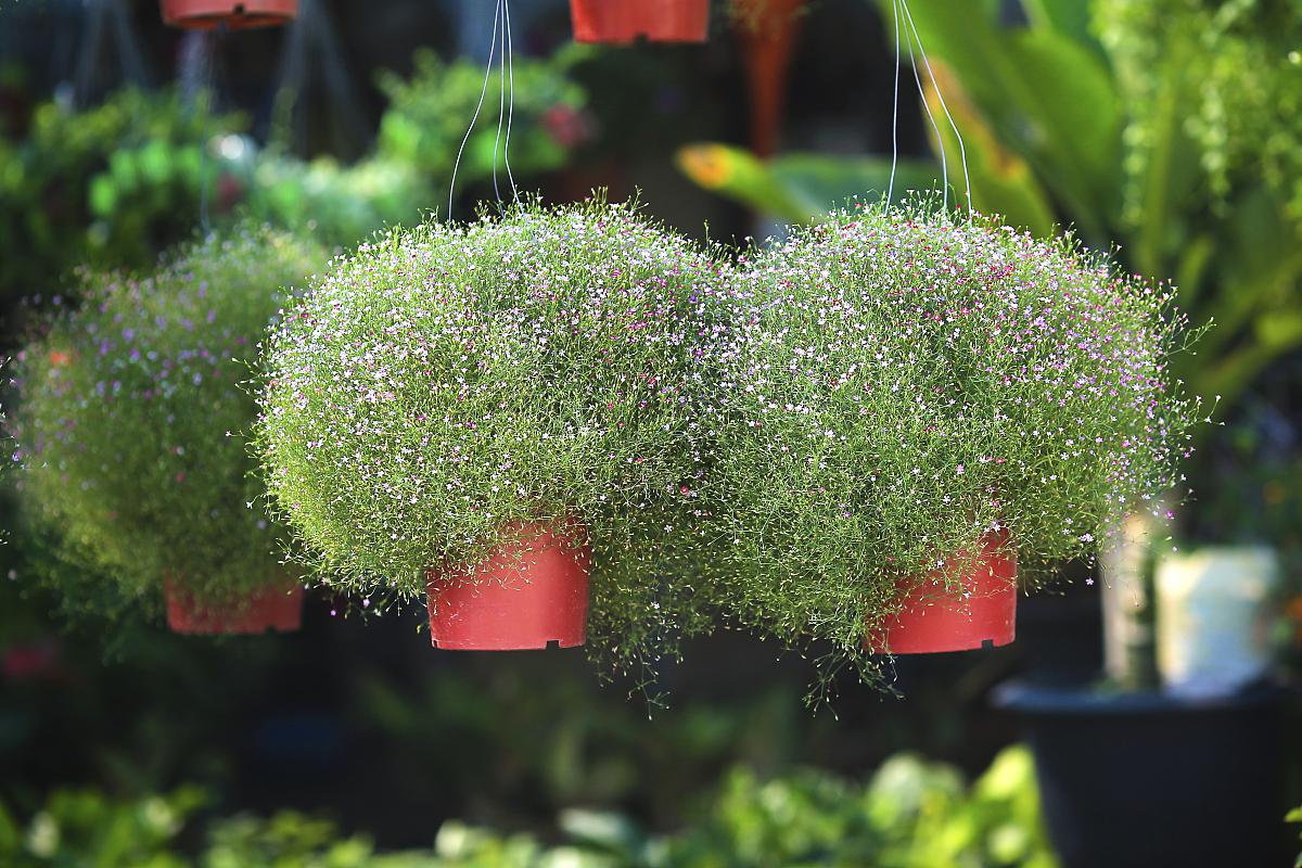 球兰修剪方法 又称龟背竹,球兰竹,是一种常见的盆栽植物,它的形态独特