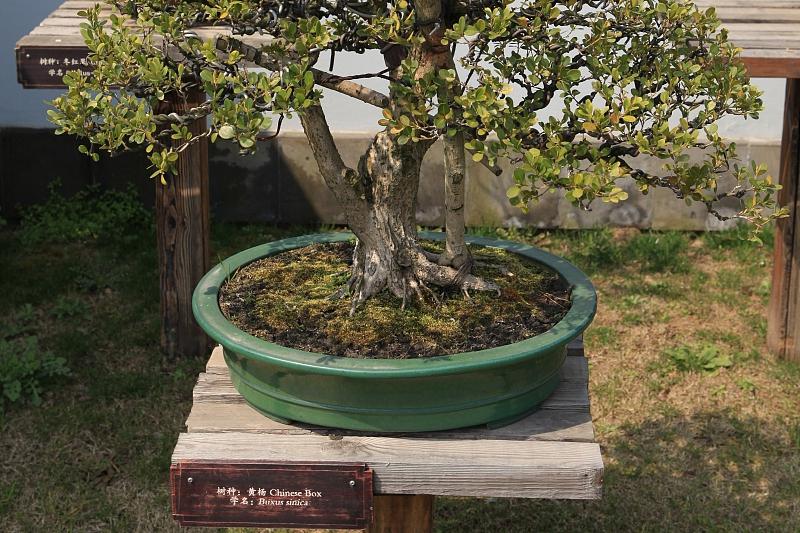 黄杨的扦插方法 黄杨,又称黄杨树,是一种常见的园林观赏植物,其叶色