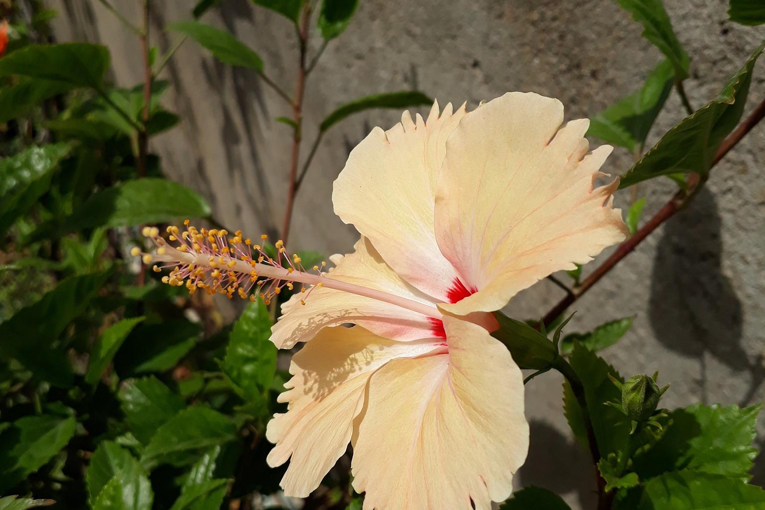 木菊花的养殖方法和注意事项 木菊花,因其优雅的花姿和淡雅的花香而