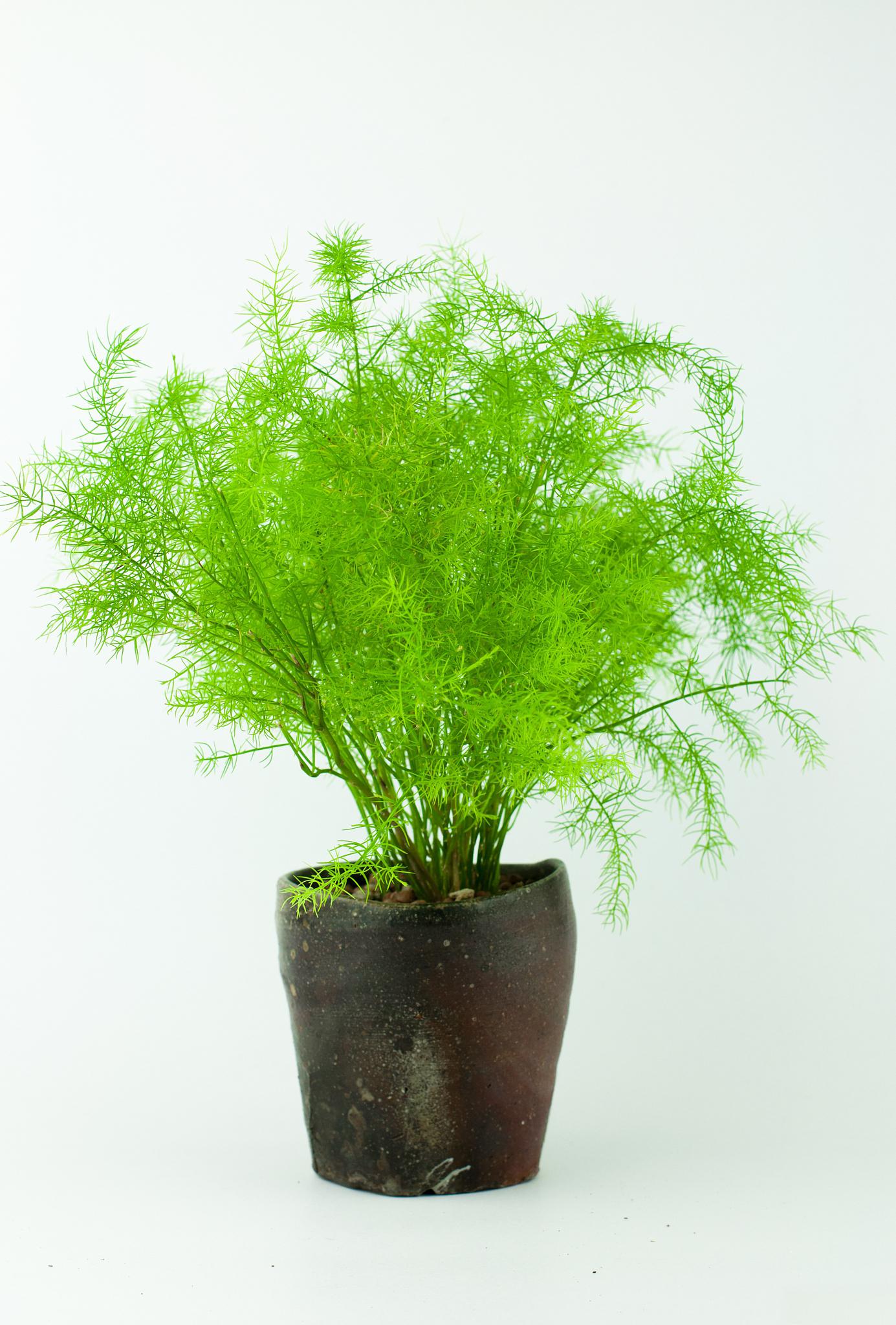 妙趣横生:文竹的精心养护指南 文竹,作为室内装饰常见的绿色植物,以其