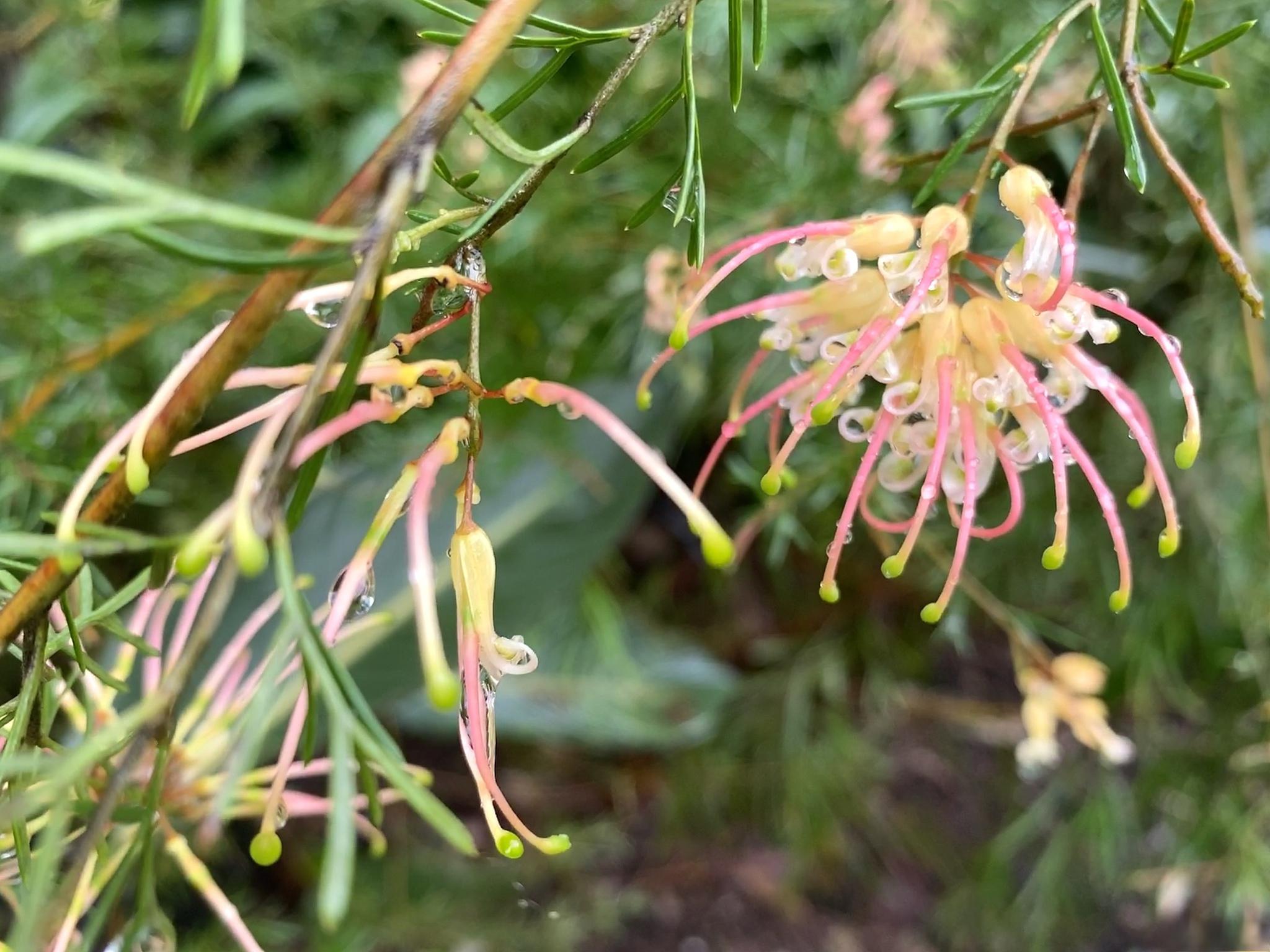 北方耐寒植物推荐 铁筷子,冬季花园里的抗寒王者,不求与其他植物百花