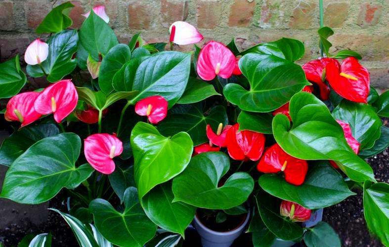 火鹤花养护技巧 这是一款源于拉丁美洲原产地的天南星科花烛属花卉,它