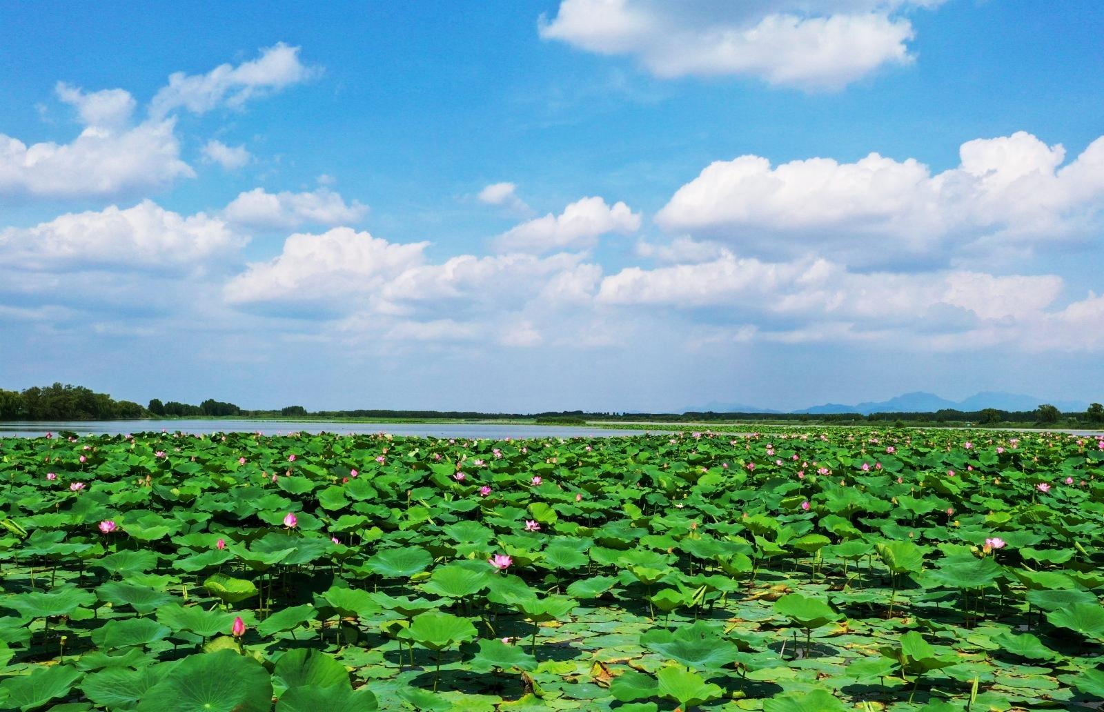 白云湖湿地公园,济南的明珠 在济南章丘,隐藏着一颗明珠,那就是白云湖