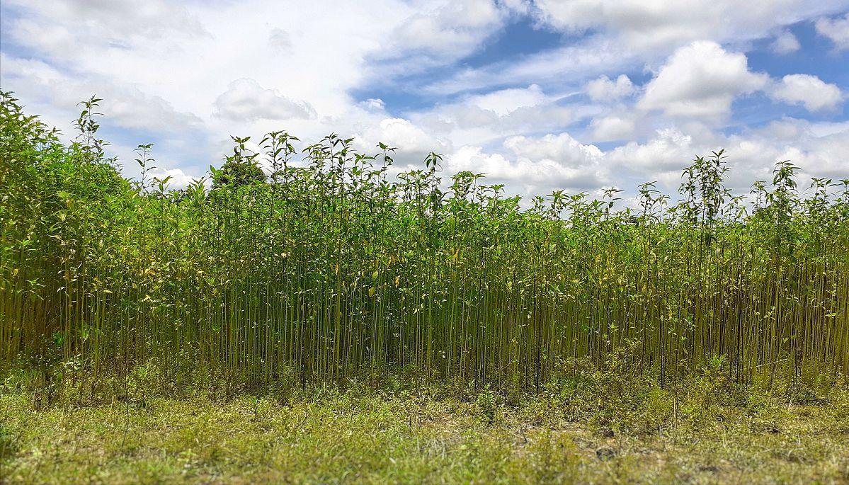黄麻产业变迁:中国退而印度进,法律视角下的产业链转移 黄麻,这一曾让