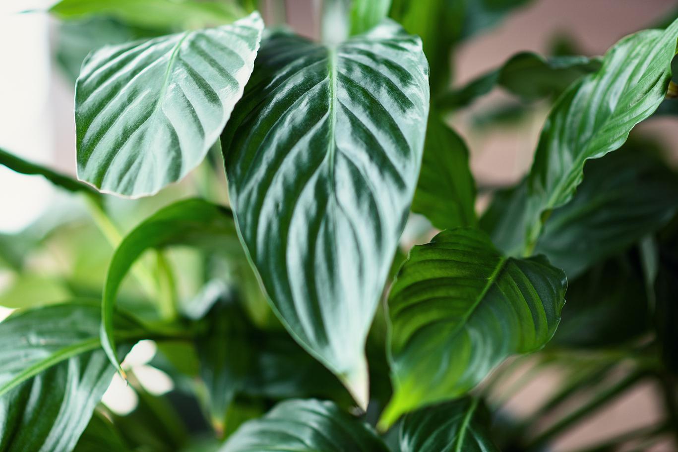 然而,对于许多园艺爱好者来说,一个普遍的疑问是:琴叶榕怕冷吗?