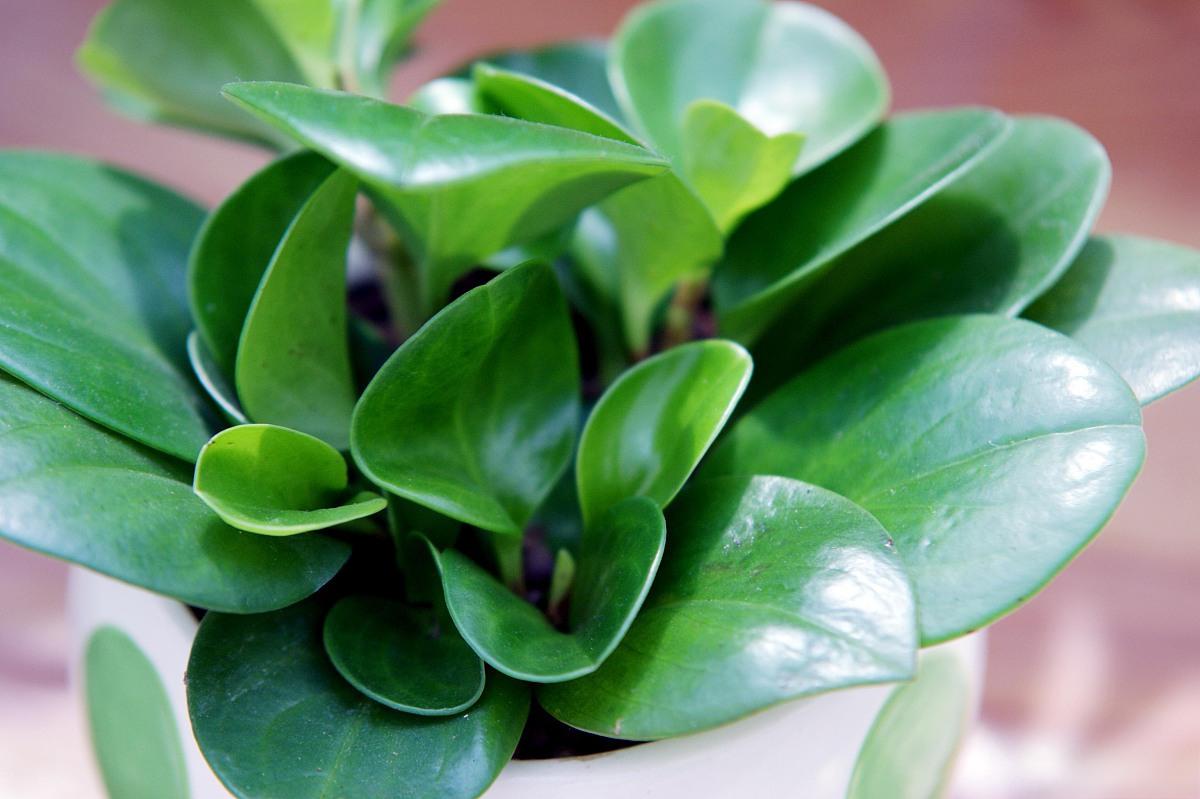 喜半阴环境不耐寒,忌高温强光生长室温为18到27摄氏度.