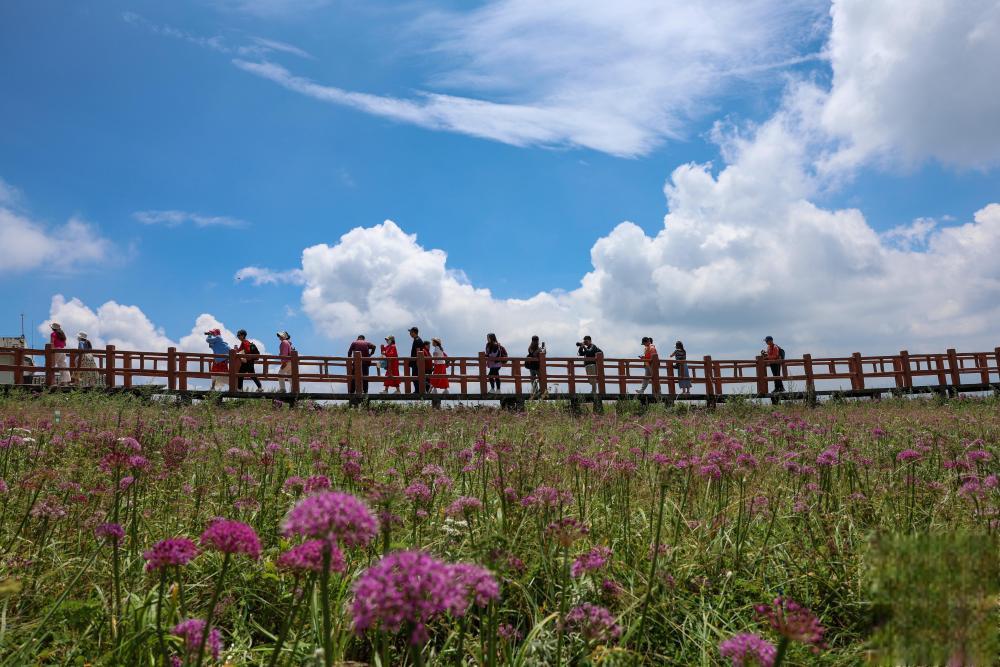 阿西里西·韭菜坪景区的美丽季节 贵州省毕节市赫章县的阿西里西