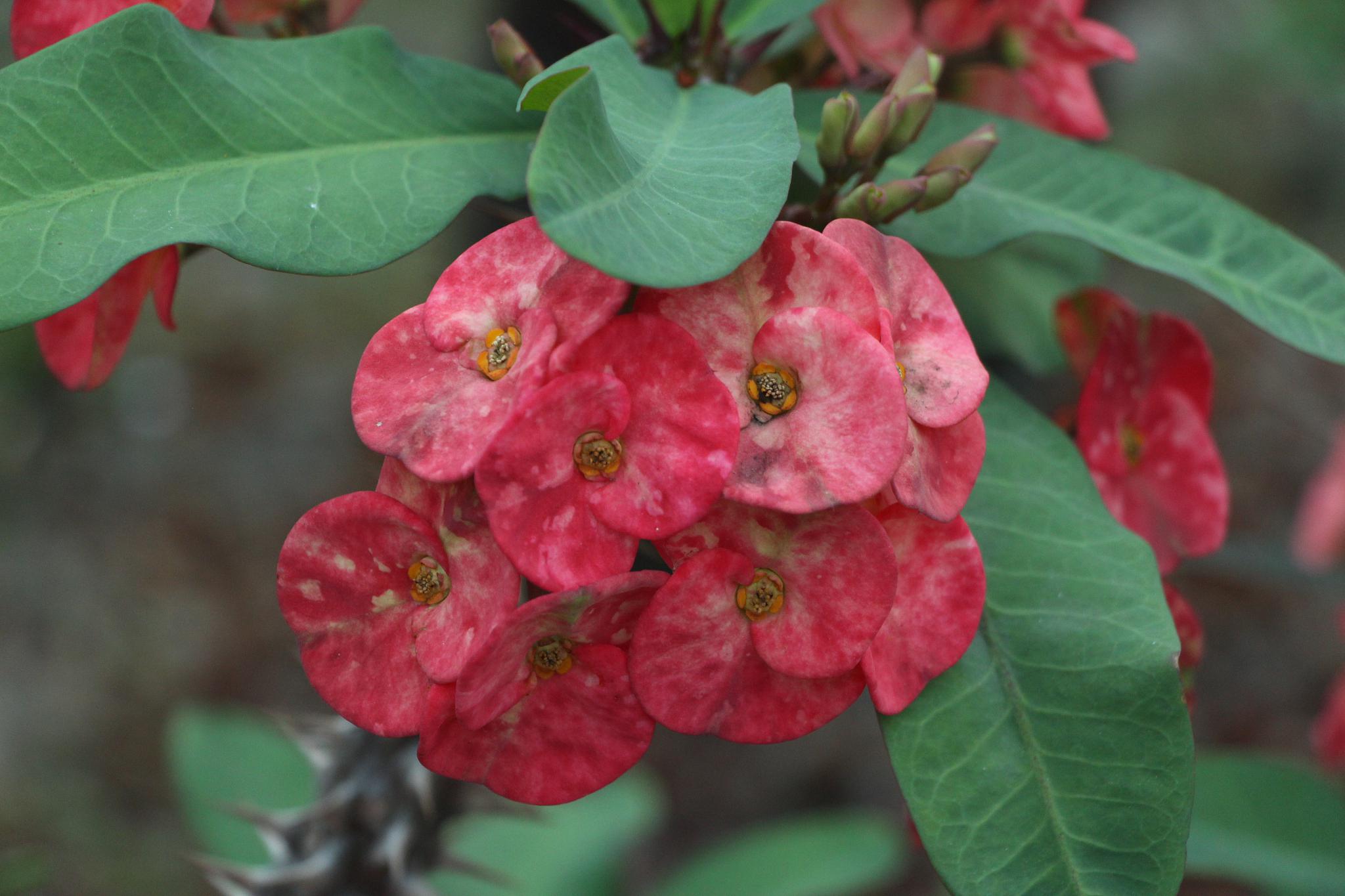 然而,要想让大叶海棠绽放出更多的花朵,正确的修剪方法至关重要.