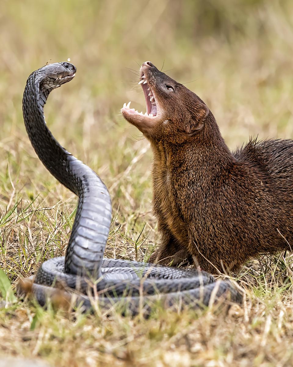 猫鼬:毒蛇的天敌 猫鼬是一种小型哺乳动物,生活在非洲和亚洲的草原