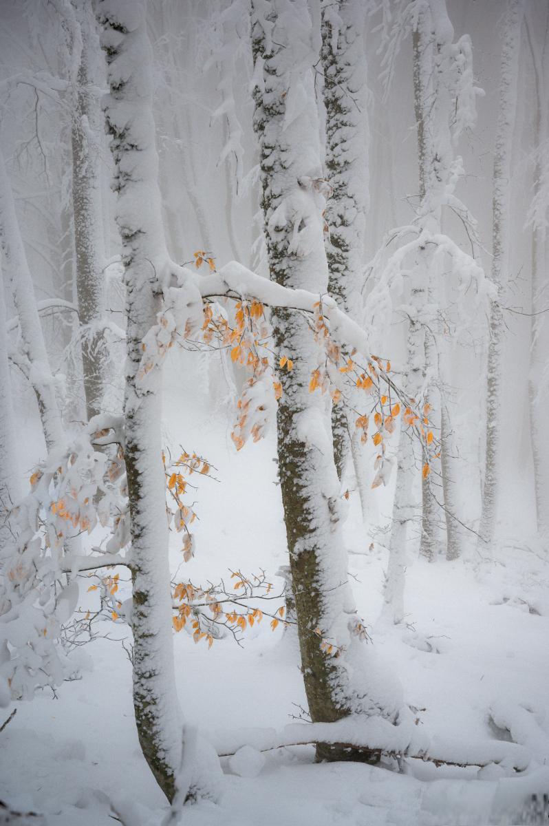 冰雪王国的童话世界 冬日的北方,是一个被大自然慷慨赐予的奇幻冰雪