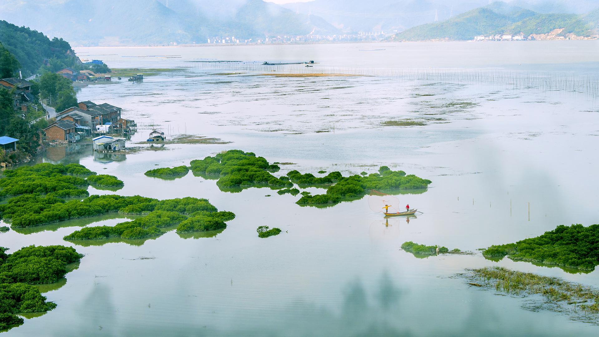 鹅湾红树林,自然之美与人文景观的完美融合 鹅湾红树林,位于霞浦县