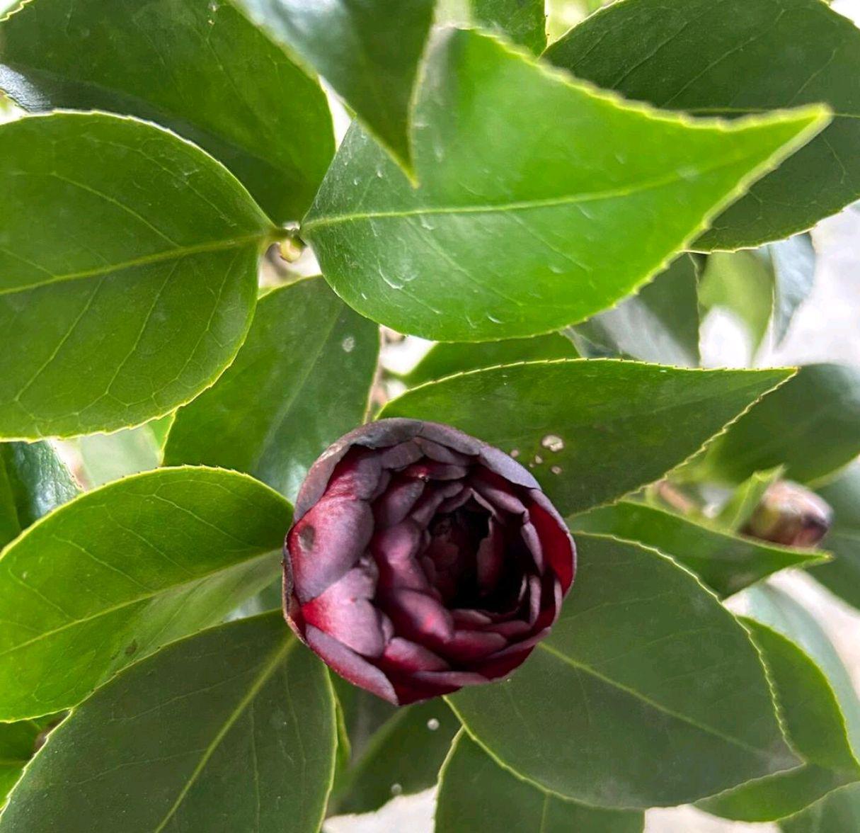 又带着丝丝神秘感 96重瓣花 墨川茶花的花朵够大,最大可以达到12