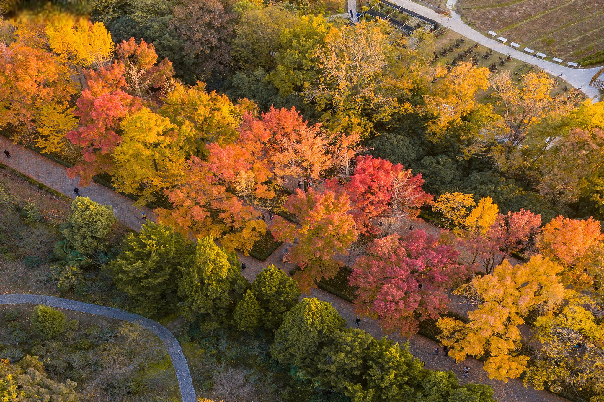 而在这些令人赞叹的风景中,紫荆山无疑是一颗璀璨的明珠.