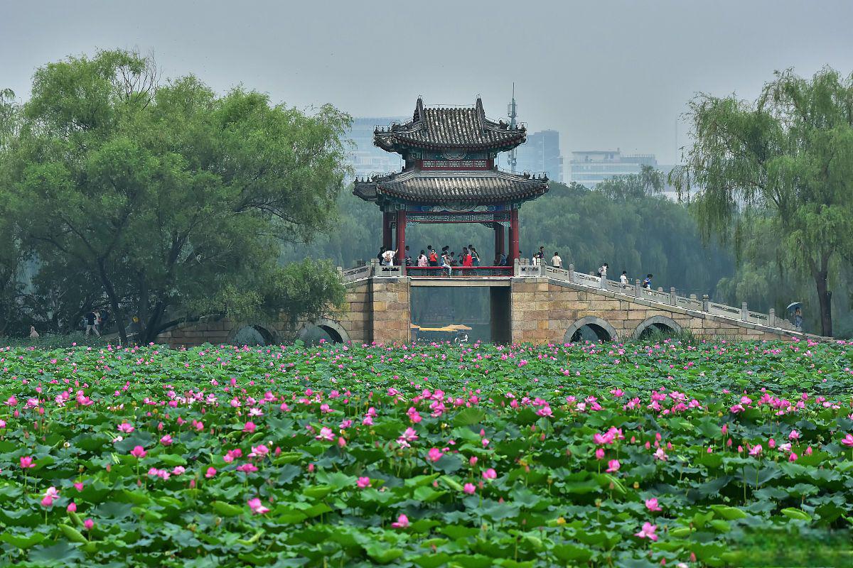 荷花池风景图片大全图片