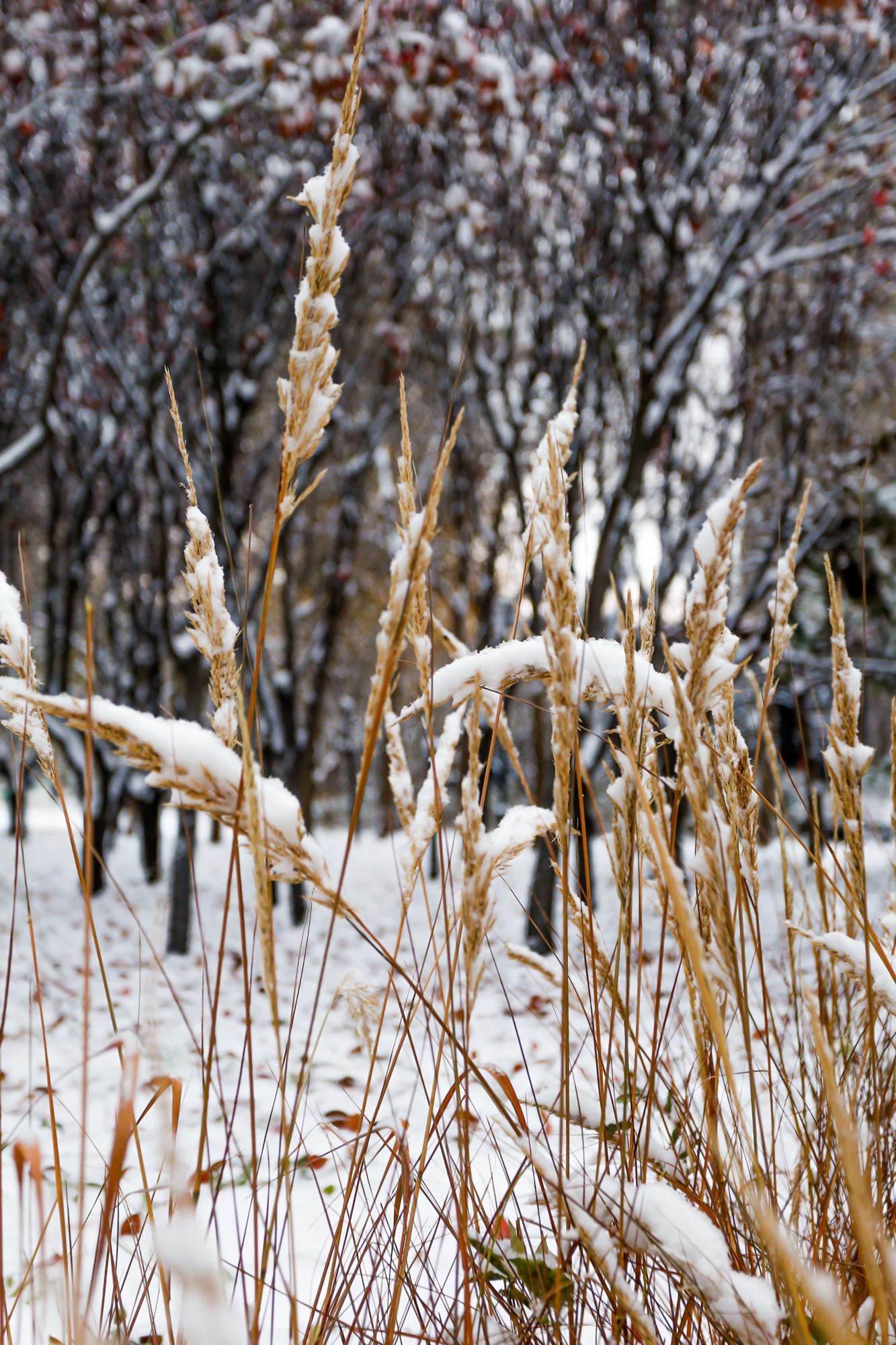 下雪图片实景图片