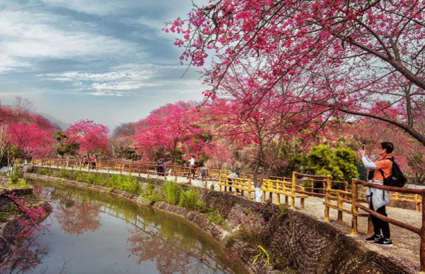 韶关樱花峪图片