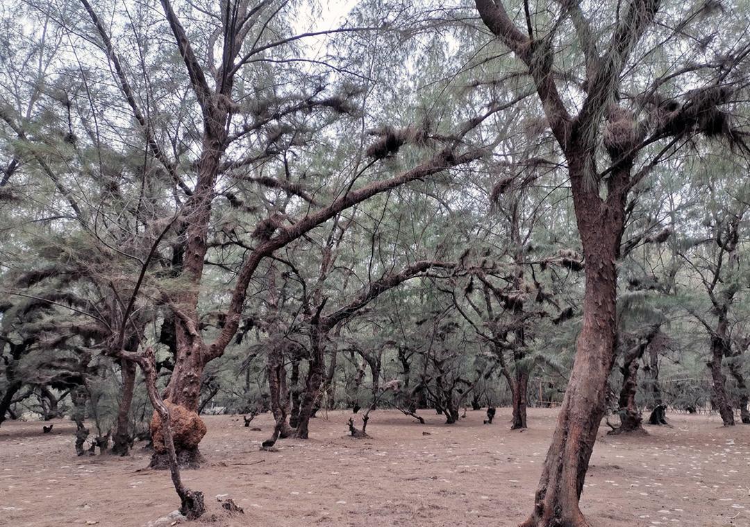 广西北海金海湾红树林:奇幻生长与赶海乐趣 广西北海金海湾红树林度假