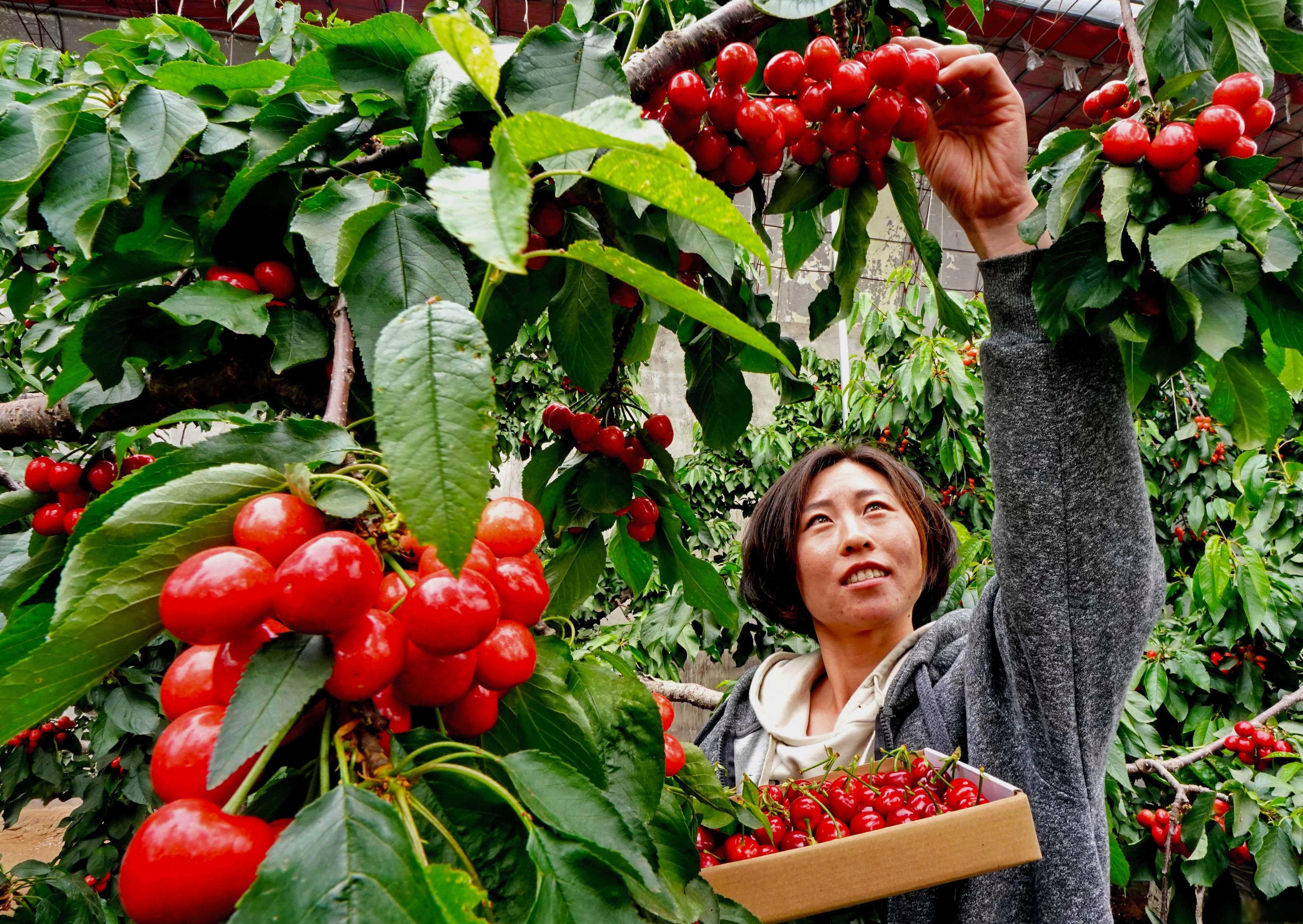 下岗工人唐柱林:返乡种植樱桃,引领村民致富 唐柱林,一位曾是纺织厂