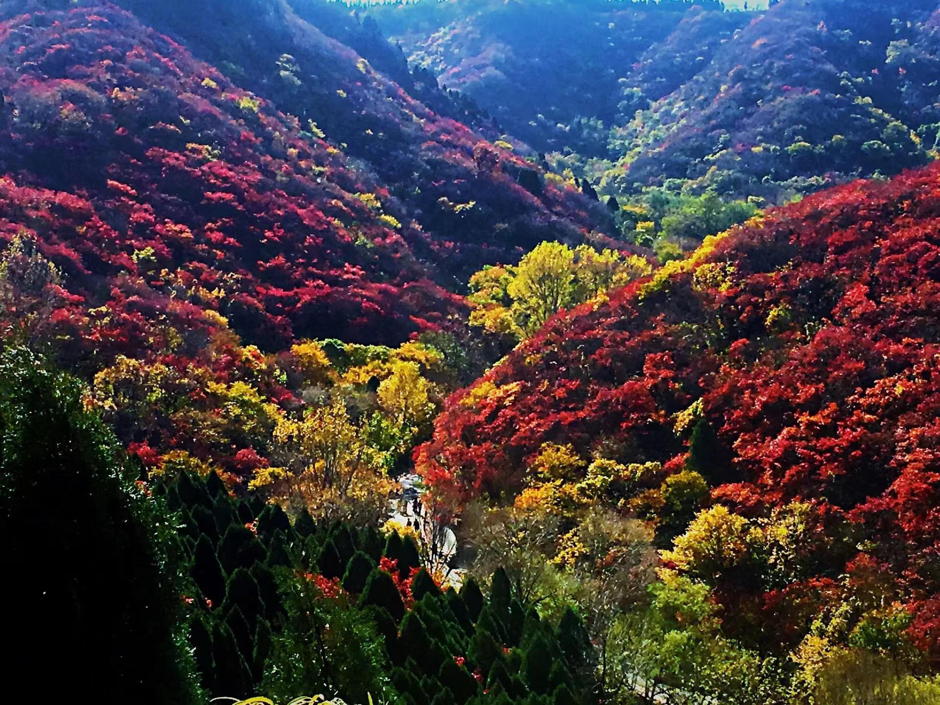 济南红叶谷旅游攻略 济南红叶谷是一个美丽的旅游景点,每年的10月到11