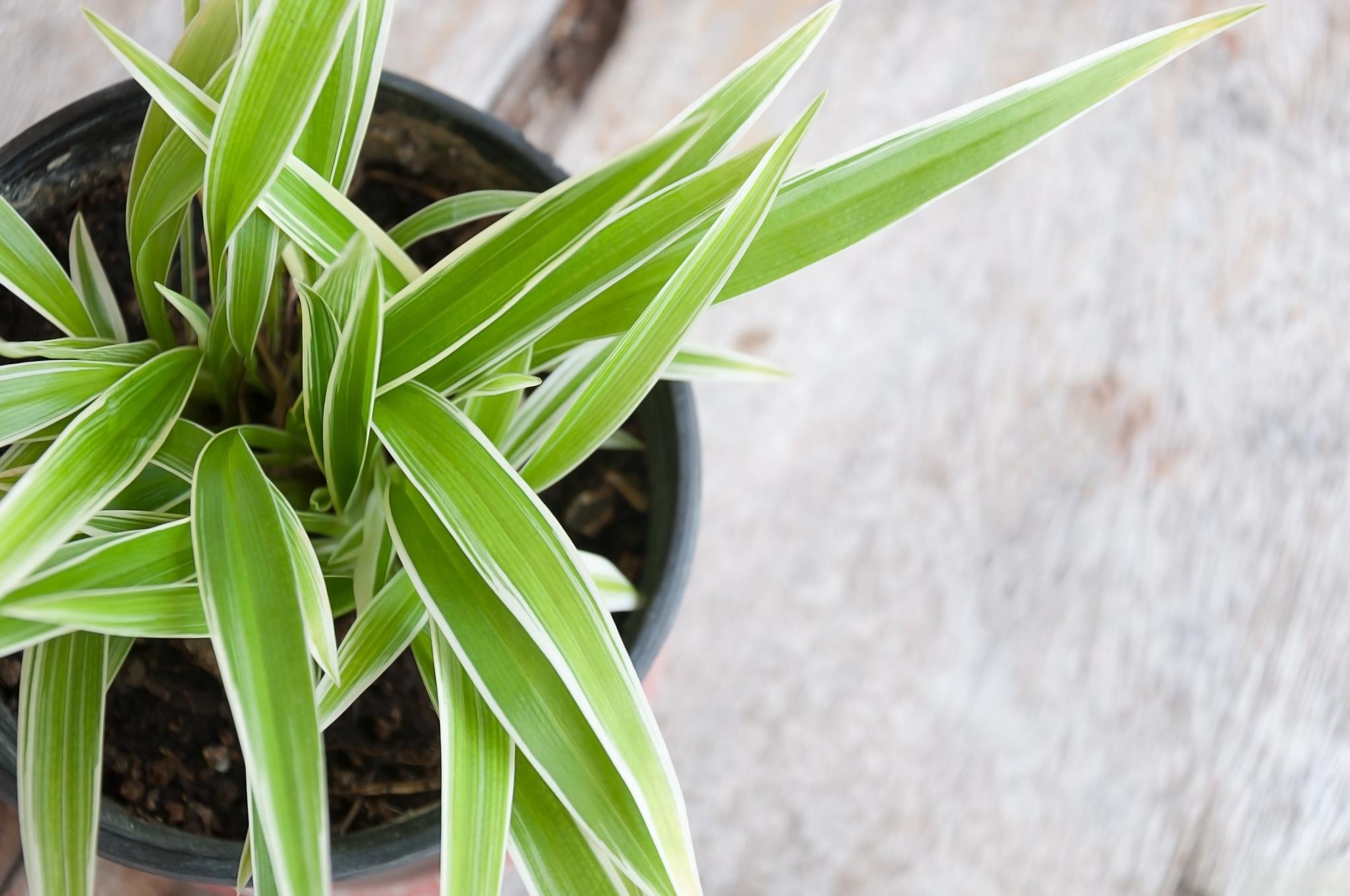 一叶兰的养护技巧 一叶兰,被誉为室内装饰的明星植物之一,其优雅的