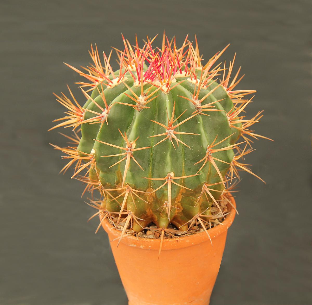 金妞仙人柱养殖技巧大揭秘 金妞仙人柱是一种独特的植物,其养殖方法和