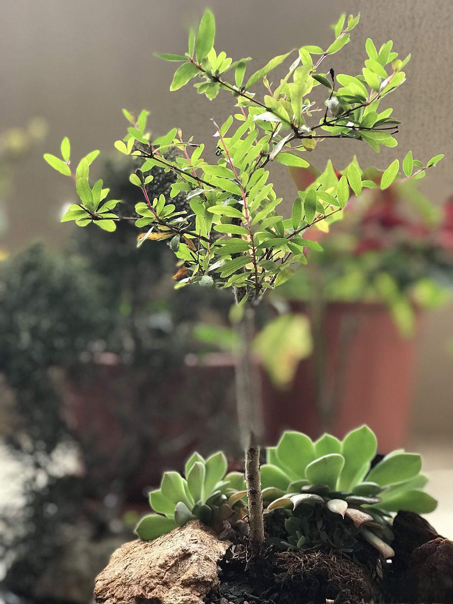 花叶络石的养殖技巧 花叶络石是一种美观且独特的室内盆景植物,其叶片