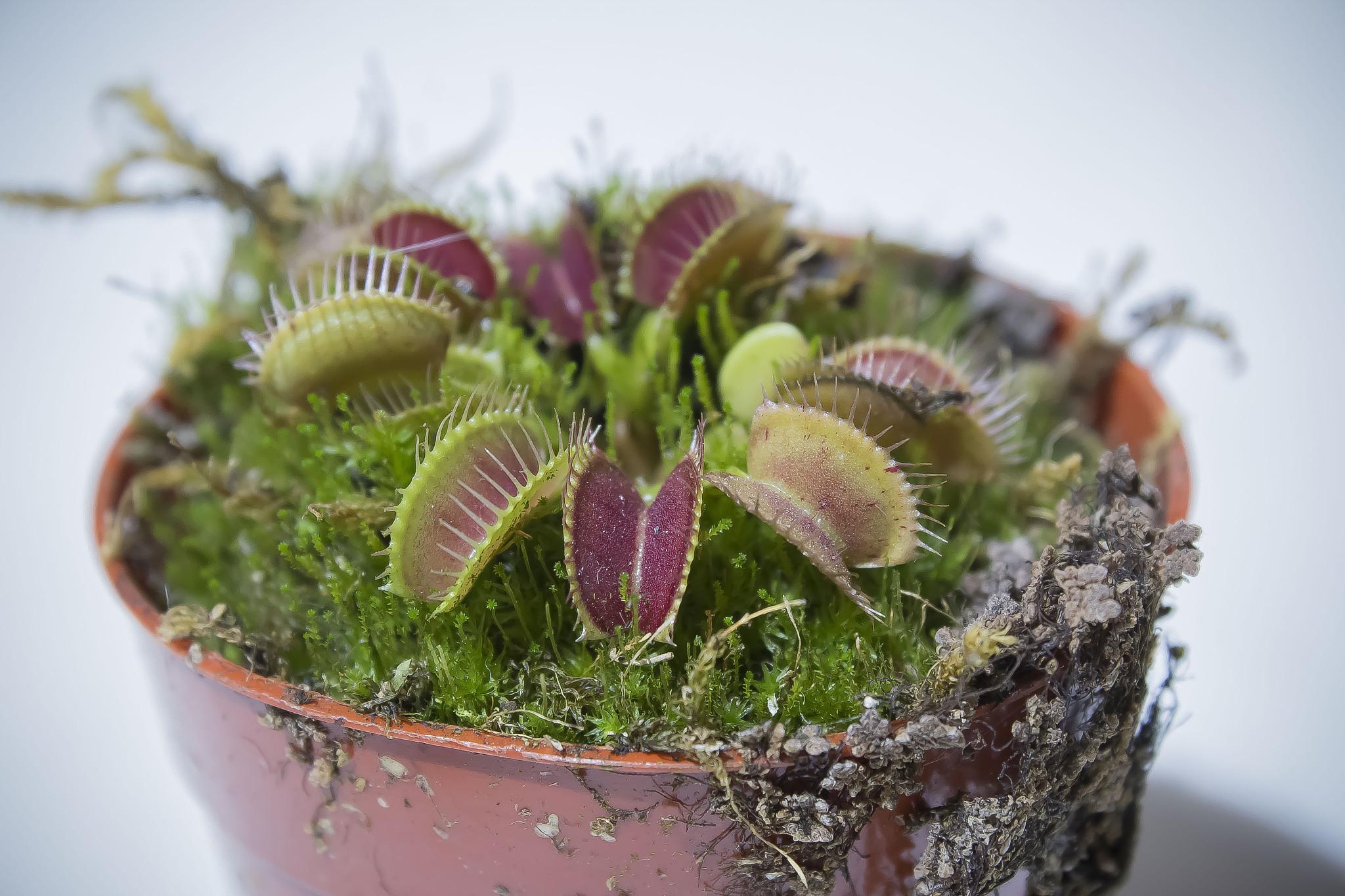 捕蝇草,一种独特而有趣的植物,以其独特的捕虫机制和迷人的外观吸引了