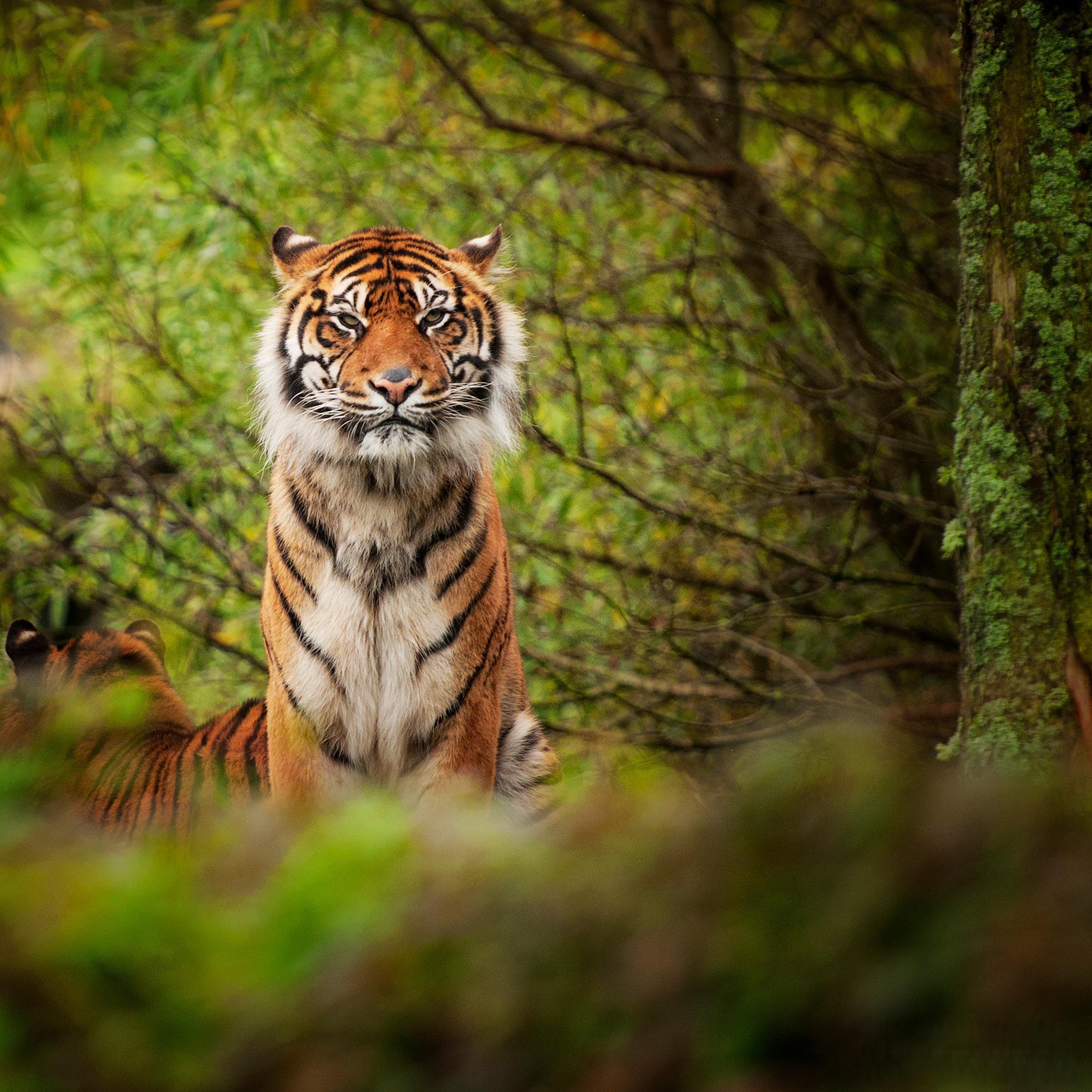 东北虎捕食东北豹:野生动物保护的重要性凸显 近日,吉林延边一位网友