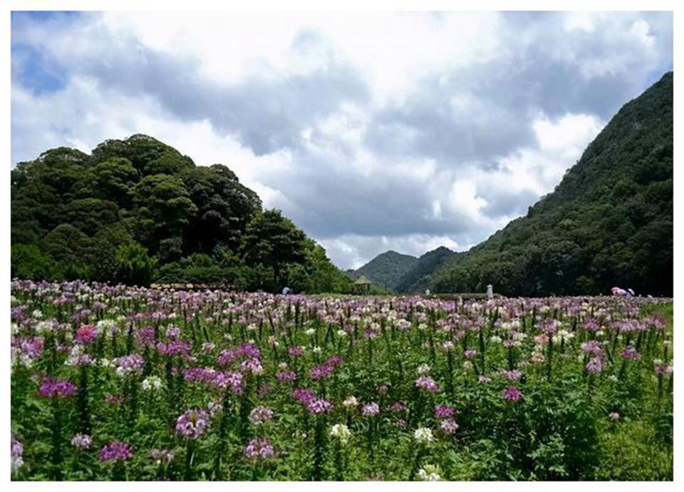 清明假期畅游长沙茶亭花海 在.@旅游新潮狂想的动态