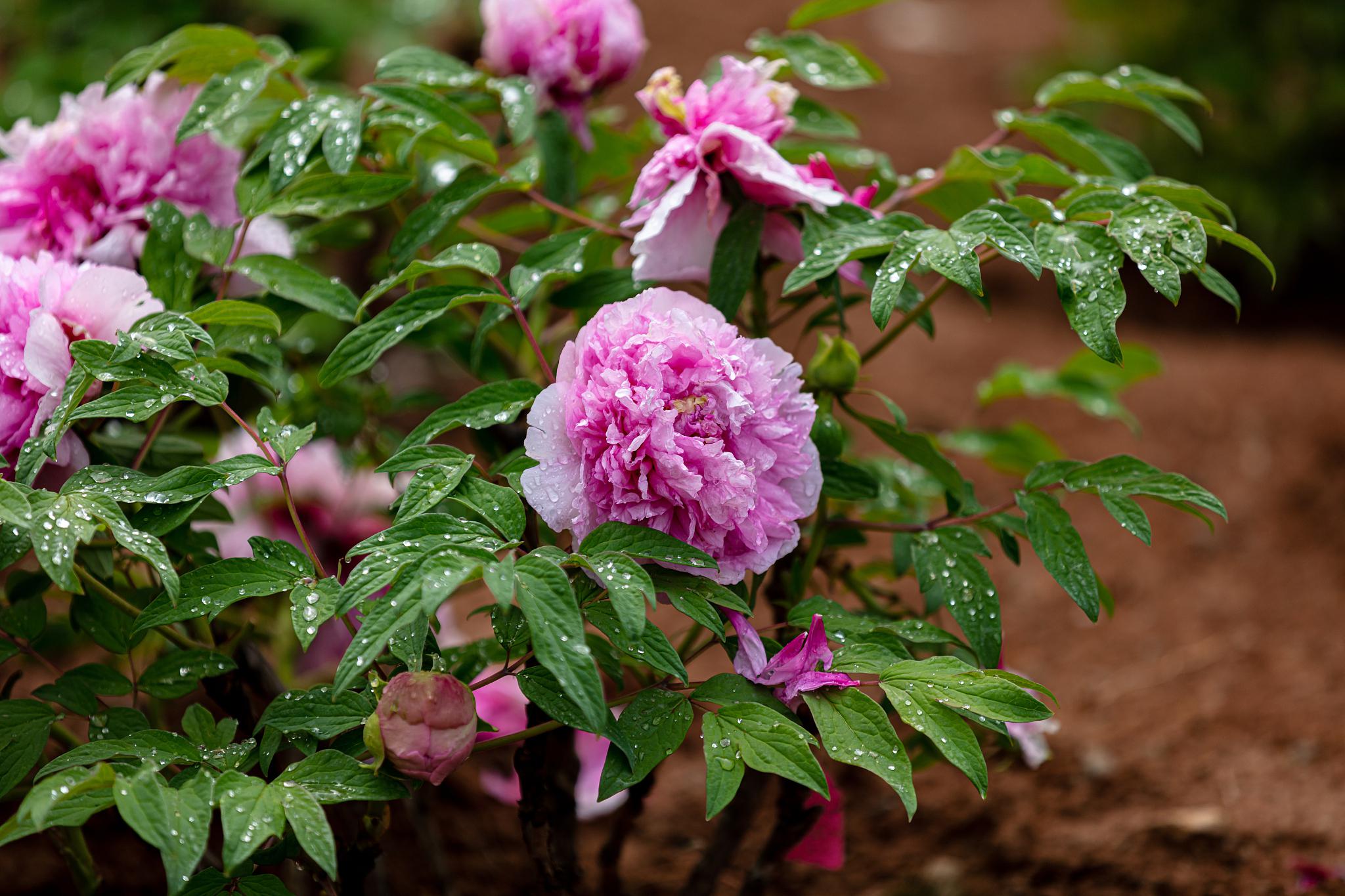 巴西紫牡丹:家中的绿意之选 盛开的巴西紫牡丹,色彩斑斓,令人陶醉.