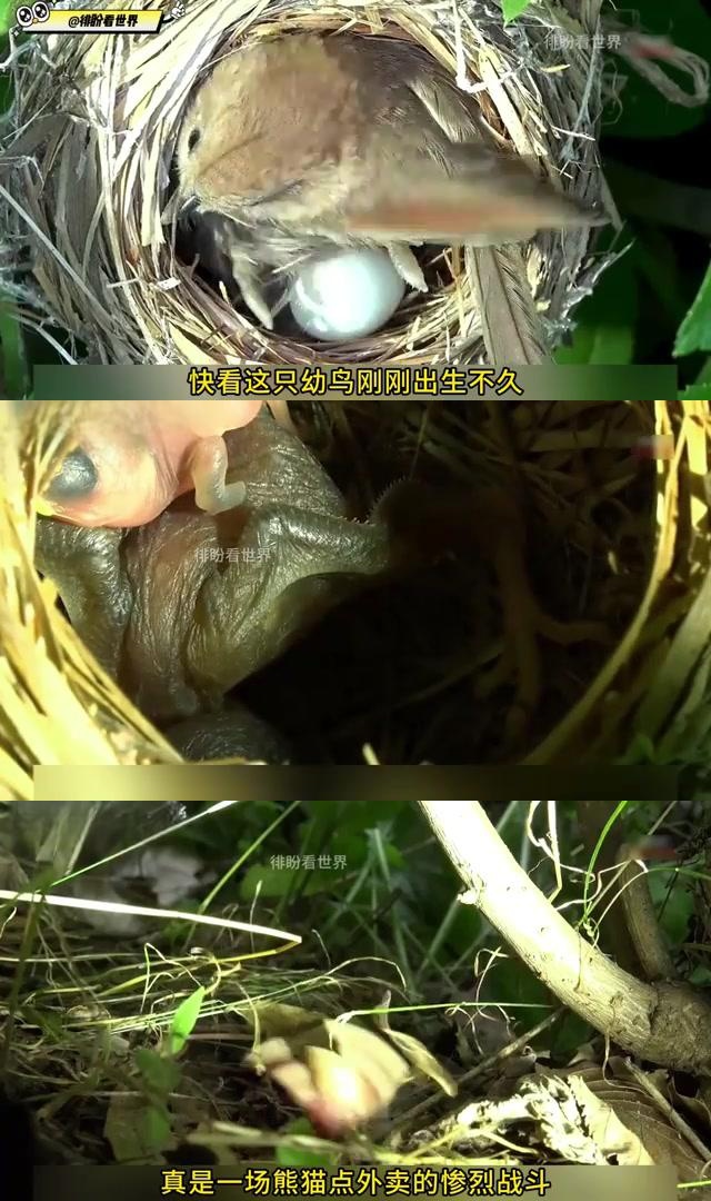 杜鹃鸟,残忍的巢穴杀手,它们将自己的蛋产在其他鸟类的巢中,以避免